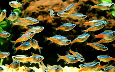Neon Tetra Care: Complete Guide for Beginners .